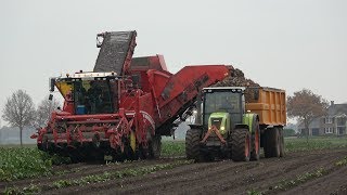 Suikerbieten rooien met Grimme Maxtron 620 en 3 Claas trekkers 2017 [upl. by Stronski]