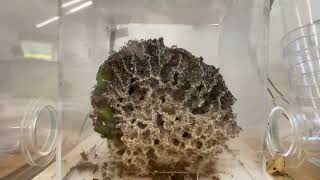 Leaf Cutter Ants  4 Months Timelapse  Acromyrmex Octospinosus [upl. by Huoh534]