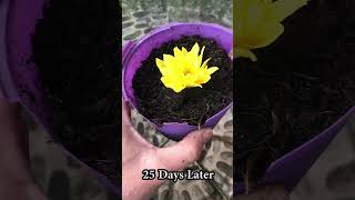 How to grow chrysanthemums properly and quickly [upl. by Darelle]