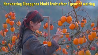 Harvesting Diospyros khaki fruit after 1 year of waiting vlog [upl. by Rita342]