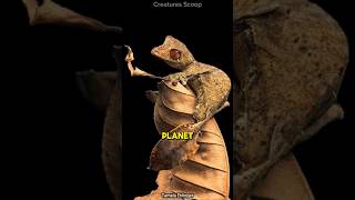 Meet the Satanic LeafTailed Gecko Natures ultimate master of disguise [upl. by Arimaj239]