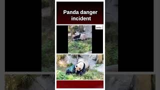 Panda danger incident attack On Zoo keeper  MediaFxOfficial [upl. by Lourdes230]