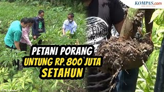 Cerita Petani Budidaya Tanaman Porang Untung Rp 800 Juta dalam Setahun [upl. by Dnana]