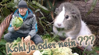 Futter für Meerschweinchen u Kaninchen im HerbstWinter  Mythos Kohl  Warum Verdauungsprobleme [upl. by Yldarb]