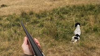 Bella the Working Springer Spaniel hunting rabbits [upl. by Ennairol48]