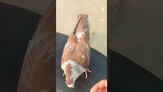 Muhabbat Kar  Zeeshan Rokhri  Latest Song  Best Pigeons 👌 status 💯 birds shorts [upl. by Noguchi]