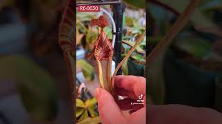 nepenthes Redleaf Exotics RE 0030 [upl. by Bernhard582]