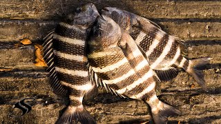 Catching Sheepshead From the Old Town AutoPilot 120 Kayak [upl. by Damita]