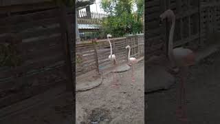 Phoenicopterus Roseus  Greater flamingo Wakra Zoo  Qatar [upl. by Bikales230]