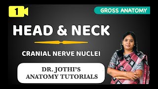 Head amp Neck  Introduction to Cranial Nerves Nuclei GROSS ANATOMY CLASS 1 [upl. by Nolrev]