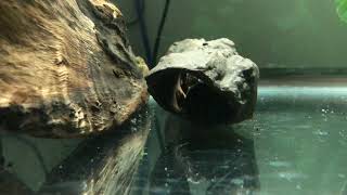 Time lapse of ancistrus bristlenose plecos breeding [upl. by Ainorev]