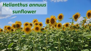 Sunflower Helianthus annuus a North American plant species widely planted globally [upl. by Sloane]