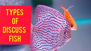 Types of Discus Fish ll Discuss Fish Varieties ll Rare Types of Discus Fish ll Discus Fish [upl. by Akcebar13]