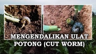 Solusi mengendalikan Hama Ulat PotongCut Worm Agrotis ipsilon pada Tanaman Jagung [upl. by Allene998]