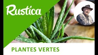 Diviser l’aloe vera [upl. by Fretwell]