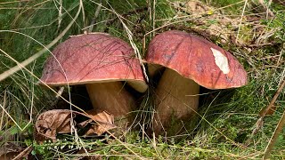 Boletus Pinicola entre castaños a 17 de septiembre de 2024 [upl. by Eldwun]