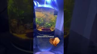 Stunning Blackwater planted aquarium  almond leaves  tannins water  fish aquarium fishtank [upl. by Editha]