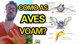 Como as aves voam [upl. by Garreth]