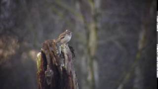 Woodlark Skipwith Common Yorkshire [upl. by Medorra308]