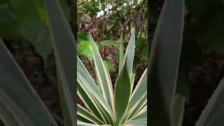 Agave angustifolia var marginata [upl. by Ocirderf]