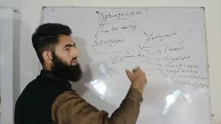 Biochemistry of Sphingolipids from Biochemistry of Lehinger By Muhammad Hamza Riaz [upl. by Yenruoj94]