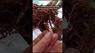 Immediate care of sick orchid plant Save it quick orchidroots gardentips [upl. by Ezmeralda]