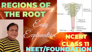 Class 11  Regions of Root  Morphology of Flowering PlantsTutorial with detailed explanation [upl. by Alohcin]