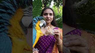 Macaw Parrot Eats Puthareku Sweet [upl. by Ninnahc152]