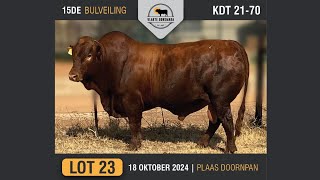 Lot 23  Vlakte Bonsmara Bulveiling  18 Okt 2024 [upl. by Queston]