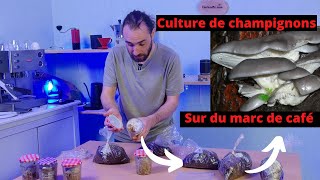 MES ESSAIS DE CULTURE DE PLEUROTES SUR DU MARC DE CAFÉ [upl. by Eirrehc]