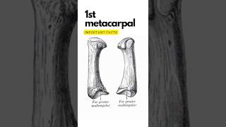 First metacarpal bone important points First carpometacarpal joint shorts 1stmetacarpal [upl. by Ojyram]