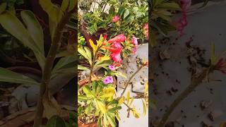 Adenium flowers  flowers🌹😍flowers planttour shortsfeed nature shorts [upl. by Madra]