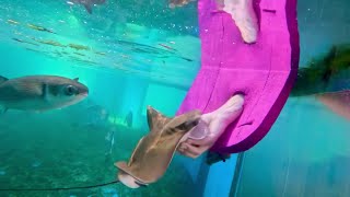 ‘Sunny’ the Cownose ray joins the St Augustine Aquarium [upl. by Imyaj4]