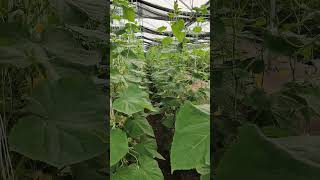 cucumber parthenocarpiccucumber polyhouse shortsvideo [upl. by Deerc742]