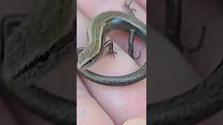 skink reptile herpetology [upl. by Ylrebmyk]