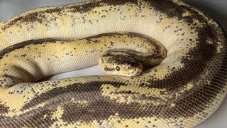 I have THOUSANDS of Ball Pythons let’s take a look at some of my Adults [upl. by Isidoro]