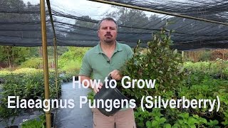 How to grow Elaeagnus Pungens Silverberry with a detailed description [upl. by Eseryt]