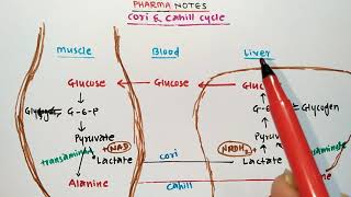 CORI CYCLE  CAHILL CYCLE  BIOCHEMISTRY  PHARMACIST EXAM  GPAT  NIPER  DRUG INSPECTOR  MBBS [upl. by Kyla96]