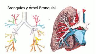 Anatomía Tráquea y Bronquios Árbol bronquial Vasos y Nervios Relaciones [upl. by Gilles]