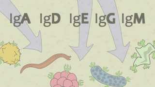 Video 15 Ig Antibodies and Immunoglobulin Function [upl. by Greenleaf]