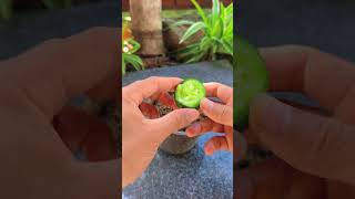 Tips for growing cucumbers at home shorts cucumber [upl. by Athene45]