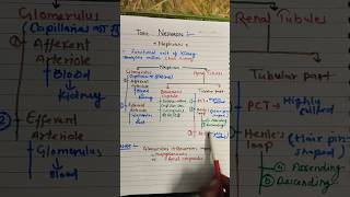 Nephron Excretoryproductsandtheirelimination biology [upl. by Hashimoto]