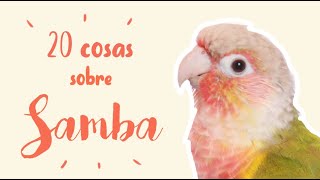 20 cosas sobre SAMBA  PYRRHURA MOLINAE PINEAPPLE  Carácter picotazos alimentación [upl. by Ynohtnaeoj]