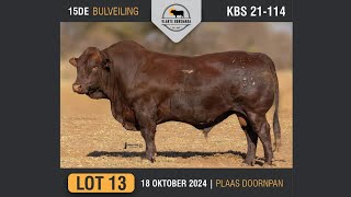 Lot 13  Vlakte Bonsmara Bulveiling  18 Okt 2024 [upl. by Welton]