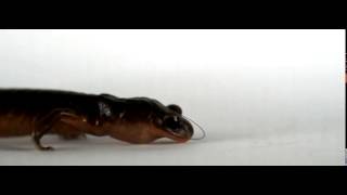 Ensatina salamander shooting its tongue [upl. by Cristionna]