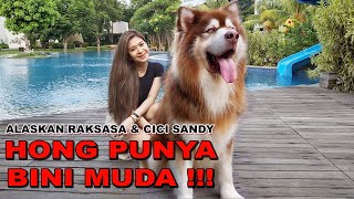 Fakta Mengejutkan Anjing Hachiko yang Jarang Orang Tau [upl. by Urata164]