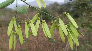 Ventilago denticulata [upl. by Oramug]