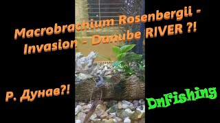 Macrobrachium Rosenbergii  В Р Дунав  Invasion  Danube RIVER  Скариди в р Дунав [upl. by Namaan63]