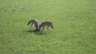 Jackals Hunting a Gazelle  Masai Mara Kenya [upl. by Cedric]