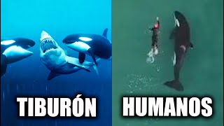 POR QUÉ las ORCAS NUNCA ATACAN a los HUMANOS [upl. by Atiuqan]